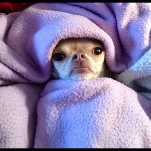 Meet your Posher, Judith